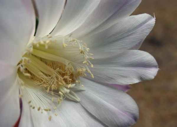 White flower